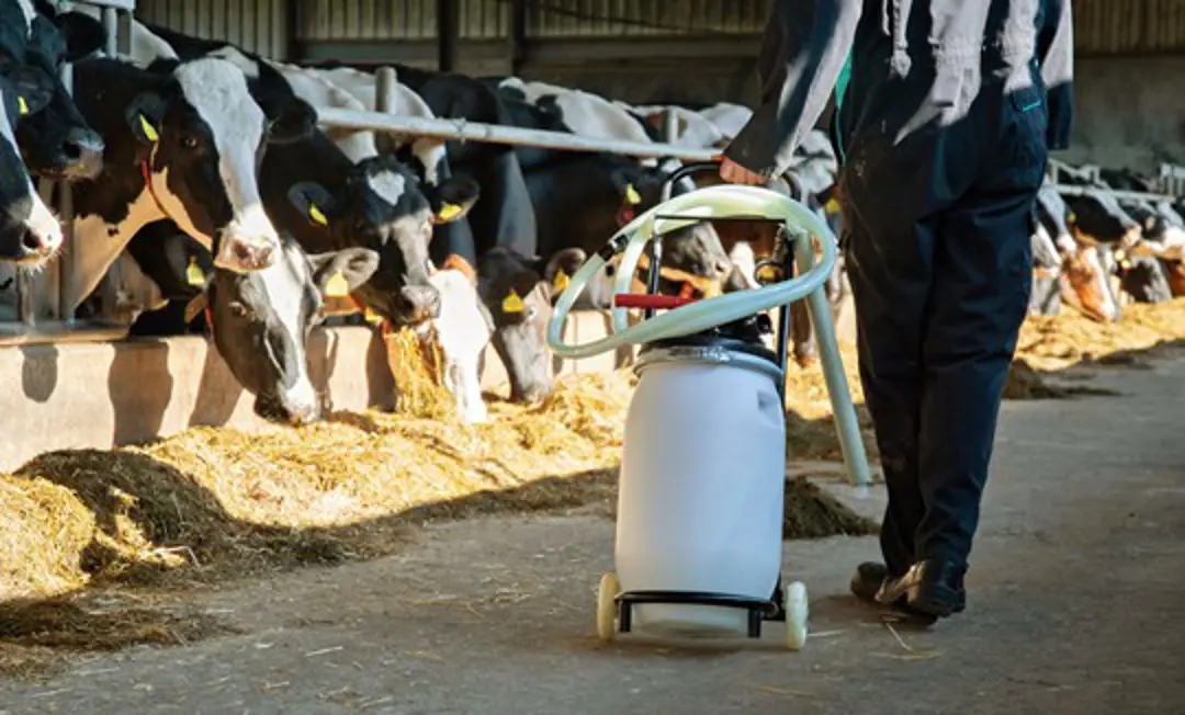 Drenchen bij melkvee Cow Drench - Sietse Jorna