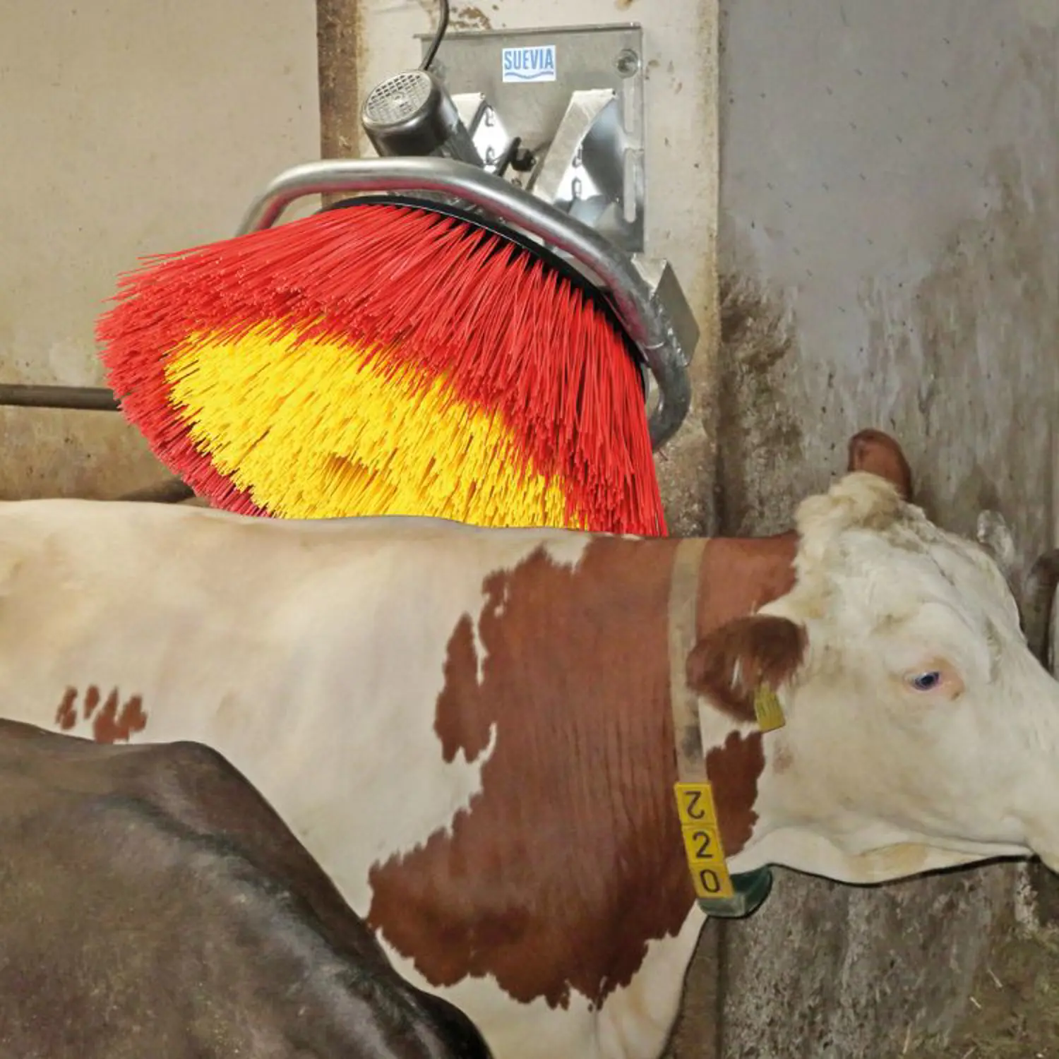 Welke koeborstel kies je - Suevia Easycleaner - Sietse Jorna