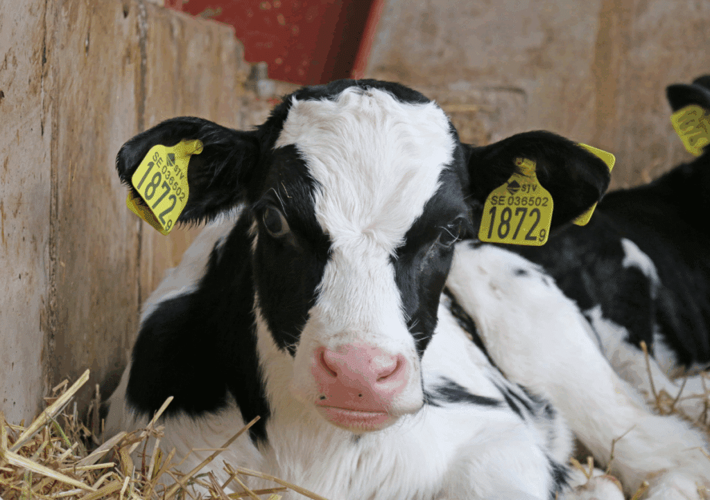 Biestmelk voor kalveren - Sietse Jorna