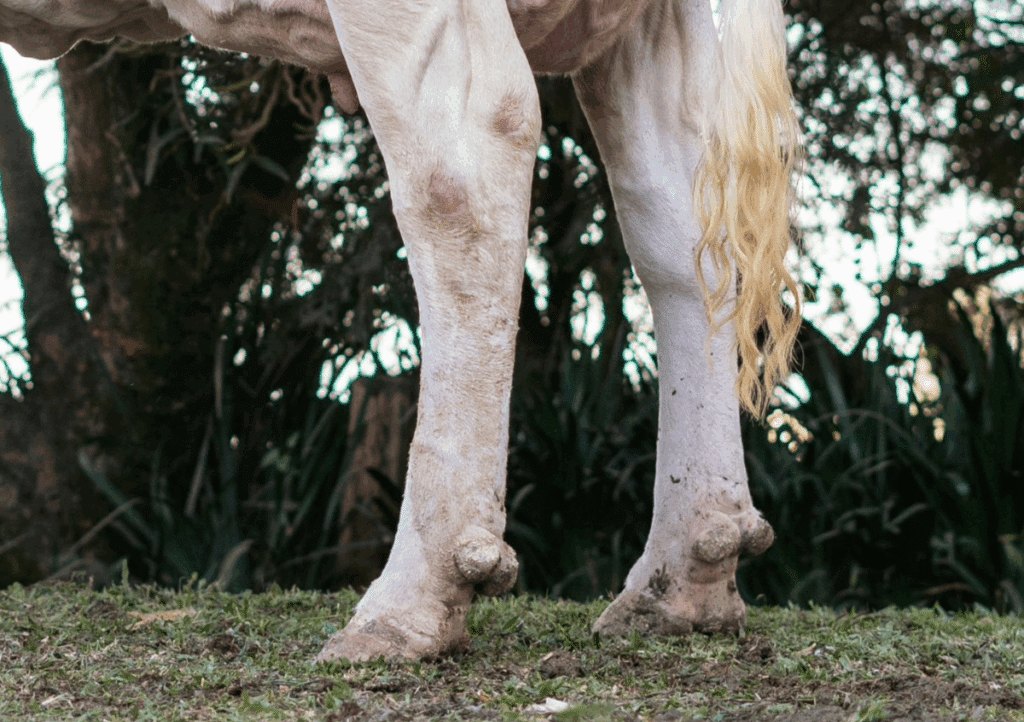 Voetbad voor koeien - Sietse Jorna