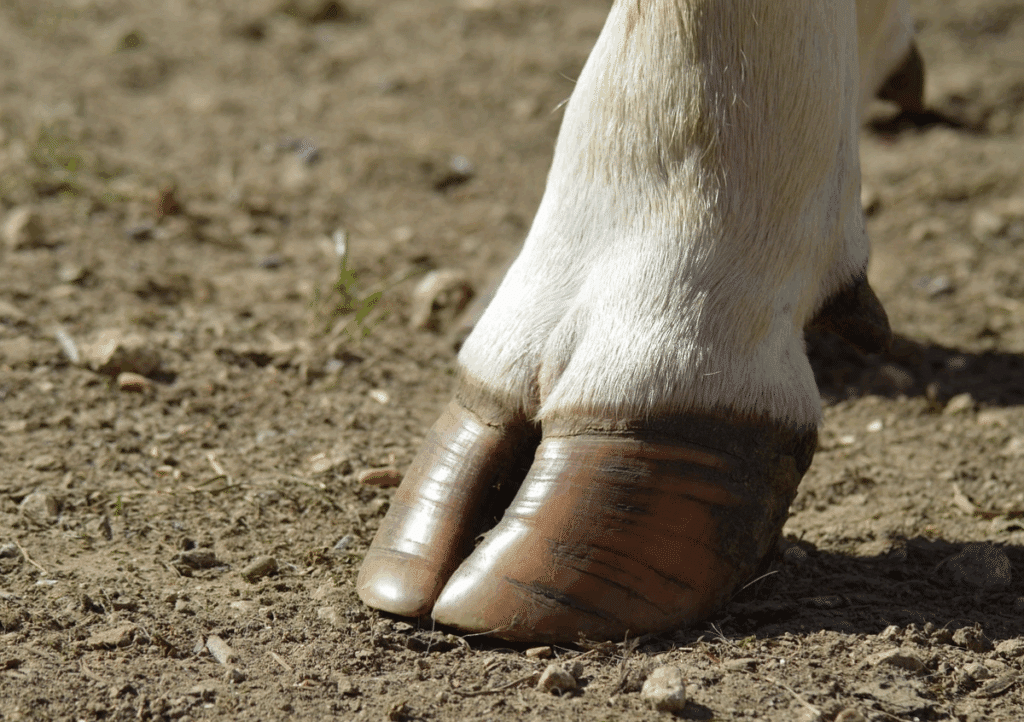 Klauwverzorging - Sietse Jorna