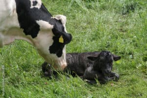 Afkalven - Sietse Jorna