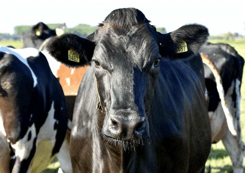 Bolussen bij melkvee - Sietse Jorna