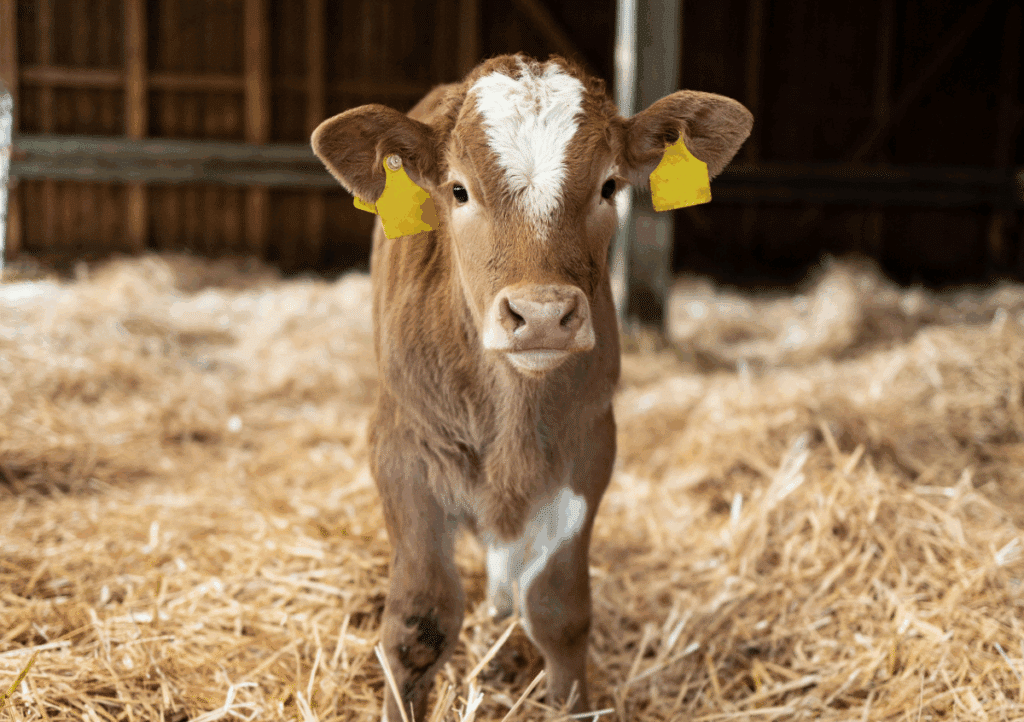 Elektrolyten bij kalverdiarree