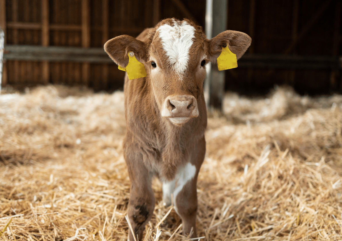 Elektrolyten bij kalverdiarree - Sietse Jorna