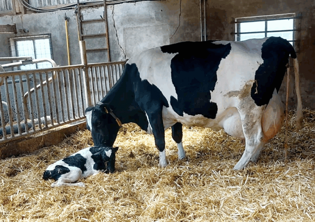 Drenchen bij melkvee wanneer en waarom - Sietse Jorna