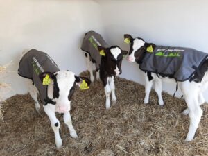 Kalverdekjes -Sietse Jorna