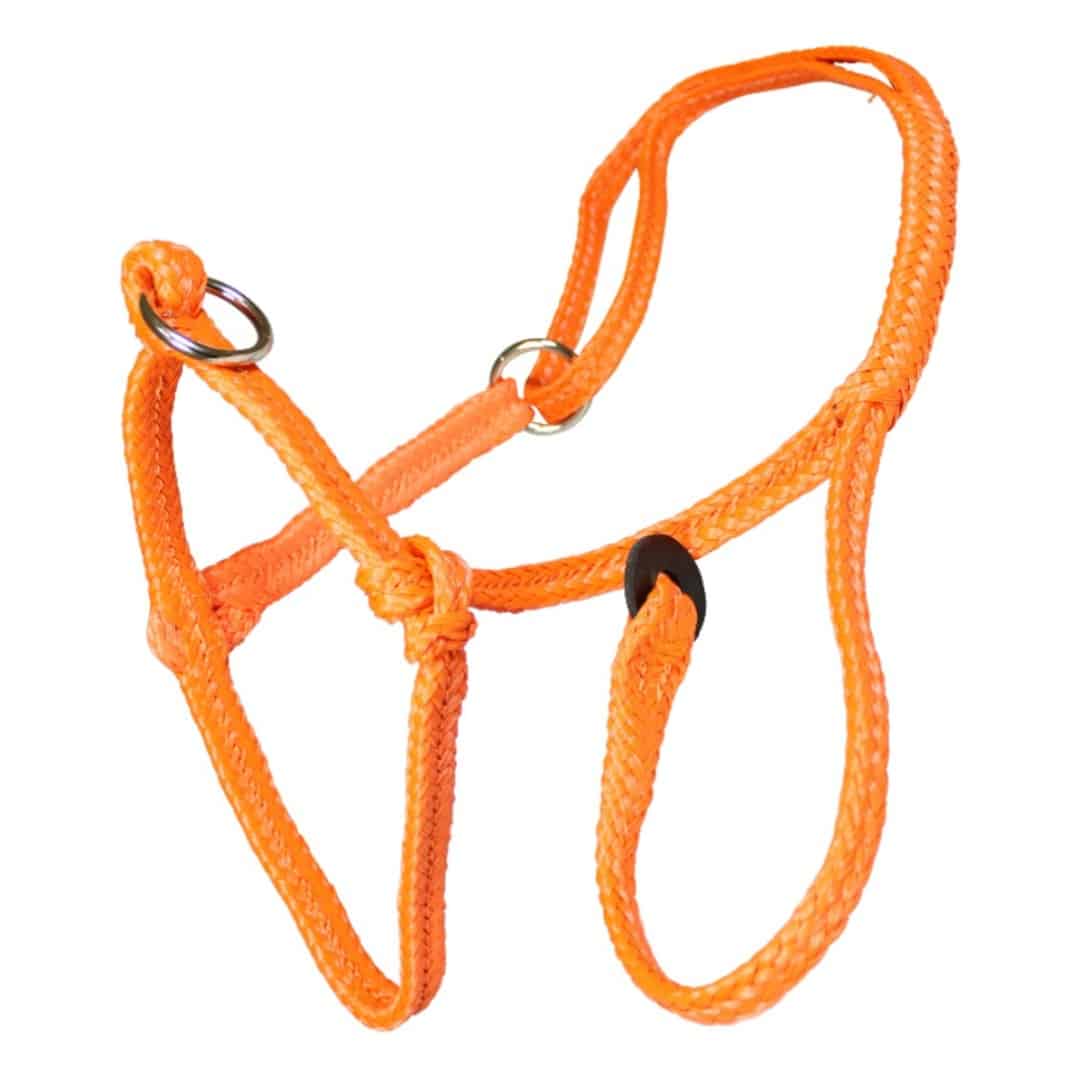 Halster koe nylon Premium | oranje